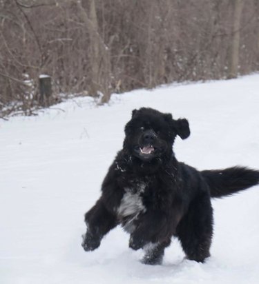 Newfoundland running in snow.