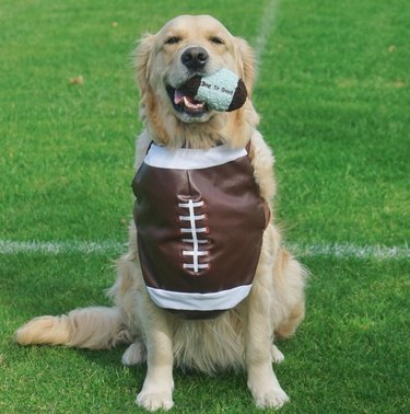 Golden retriever sitting on a grass field and wearing a shirt designed to look like a football and also holding a small stuffed football in their mouth.