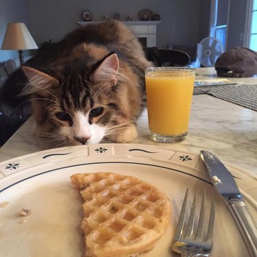 cat sniffs breakfast waffle