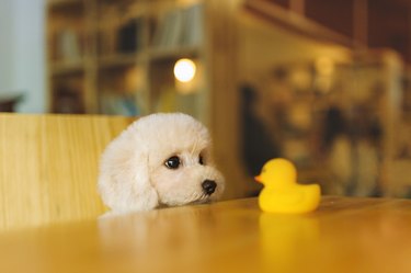 dog stares longingly at rubber duck