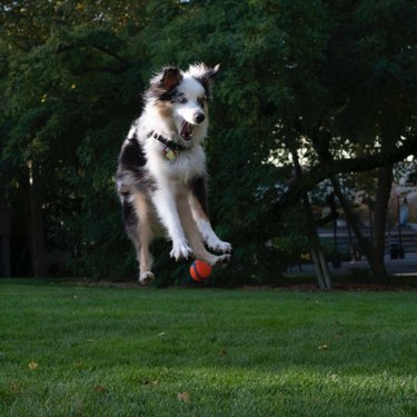 Australian shepherd dog in mid-air, their mouth open, trying to catch a ball that has been tossed.