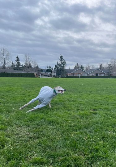 Greyhound running in grassy park.
