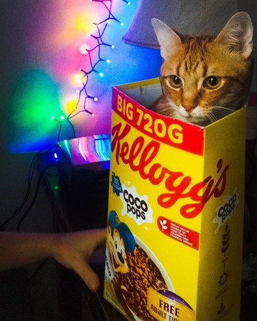 cat sits in empty cereal box