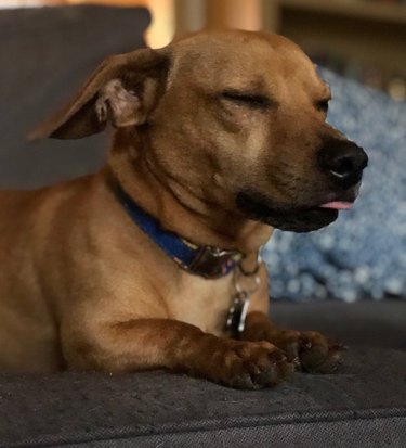 sleeping dog tongue blep