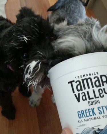 dogs licking yogurt container