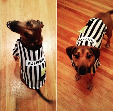 Two side-by-side photos of a dog wearing a striped shirt with the word "rufferee" across the back.