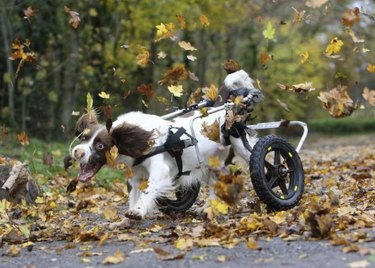 Springer Spaniel with wheels chasing leaves.