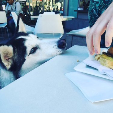 husky dog stares at food