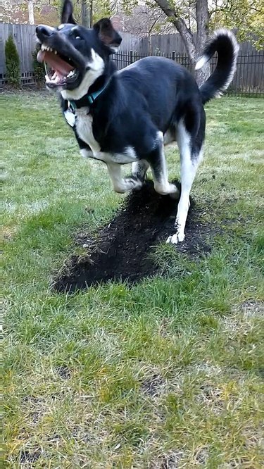 Very excited dog digging up lawn