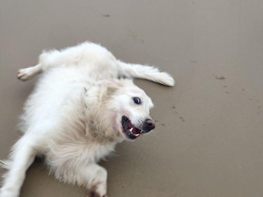 Golden Retriever running on beach.