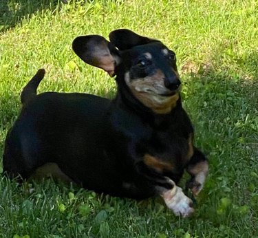 Dachshund running in grass.