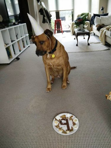 dog gets people breakfast for birthday
