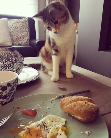 cat stares at breakfast leftovers