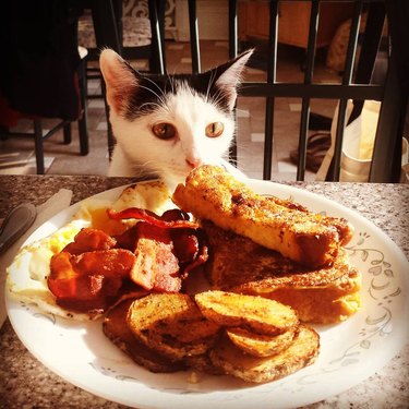 cat stares at big plate of breakfast foods