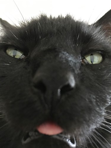 Close up photo of a black cat