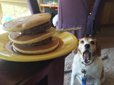 dog excited about breakfast