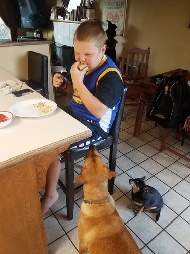 dogs stare at boy eating breakfast