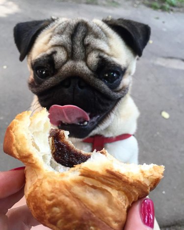 pug stares at breakfast croissant