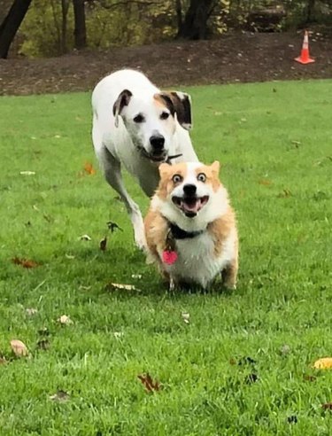 Corgi being chased by another dog
