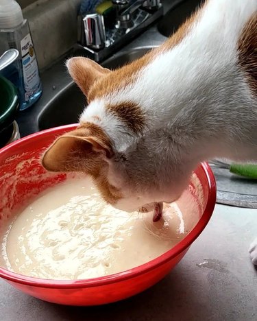 cat licks pancake batter