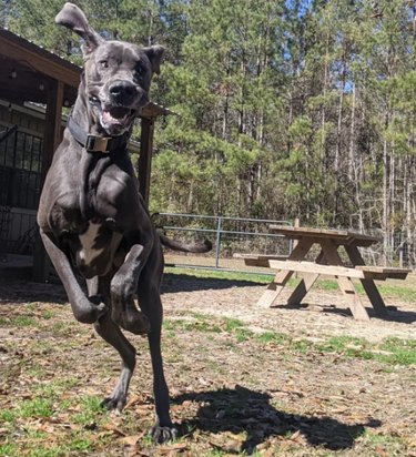 Great Dane leaping in grassy yard.