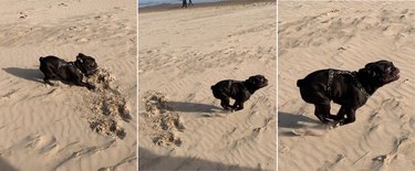 French Bulldog running on beach in three photos.