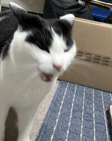 Black and white cat sneezing.