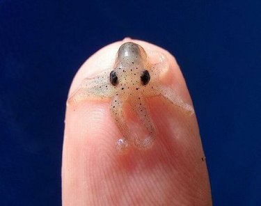 baby octopus on man's finger for scale