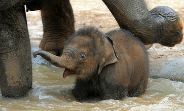 baby elephant