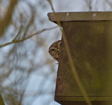 owl spies on man