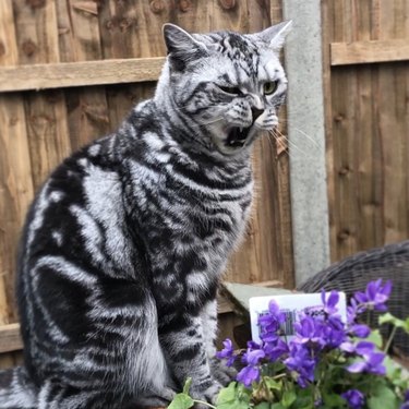 Cat sneezing as they sit by purple flowers in a garden.