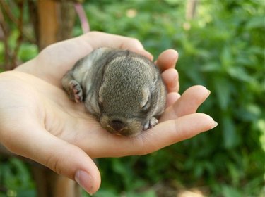 baby beaver