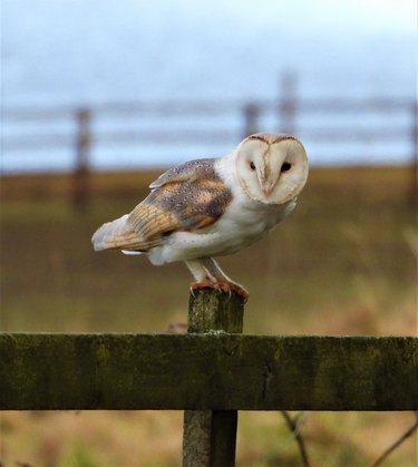 owl sitting on a barn fence
