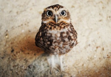 owl with big eyes