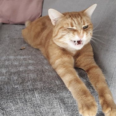 Ginger cat sitting on a gray couch and sneezing.