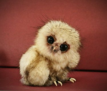 baby owlet with messy hair