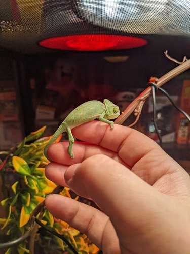 baby chameleon