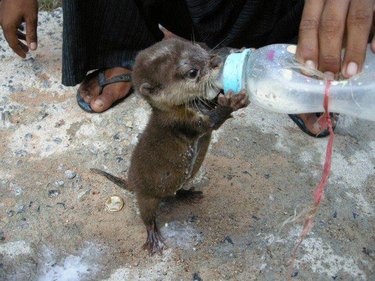 baby otter