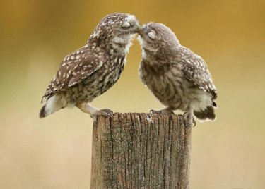 baby owls kissing