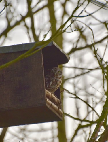 owl spies on man