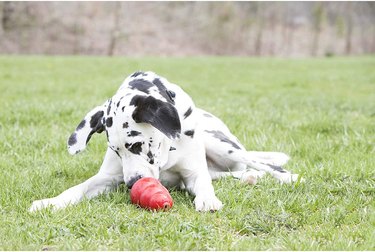 Great Dane licking treats out of a KONG Classic toy on a grassy lawn.