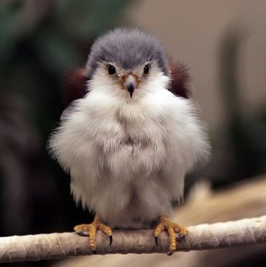 baby falcon