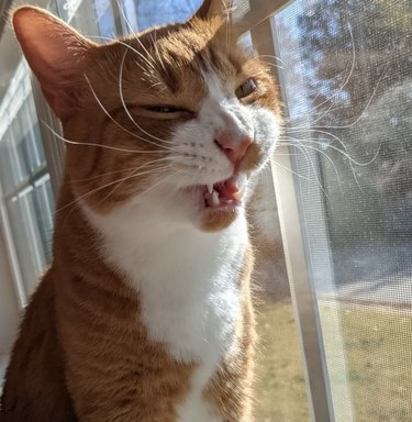 Orange and white cat sitting by a window sneezing on a sunny day.