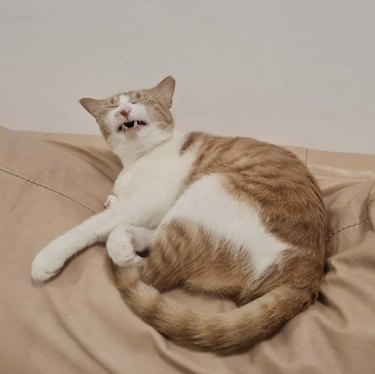 Ginger and white cat sneezing while on a bed.