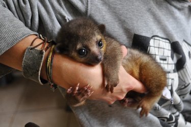 baby kinkajou