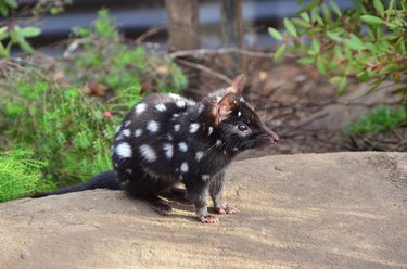 baby quoll