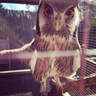 woman feeds owl breakfast