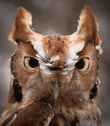 owl makes eye contact