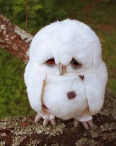 sad baby owl