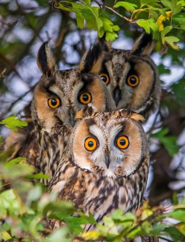 3 owls in a tree